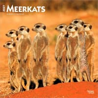 image Meerkats 2027 Wall Calendar Main Product Image