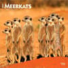image Meerkats 2027 Wall Calendar Main Product Image