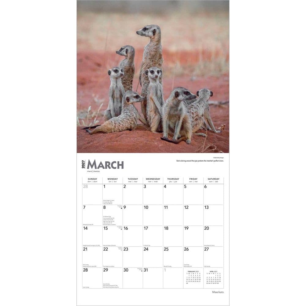 Meerkats 2027 Wall Calendar Second Alternate Image
