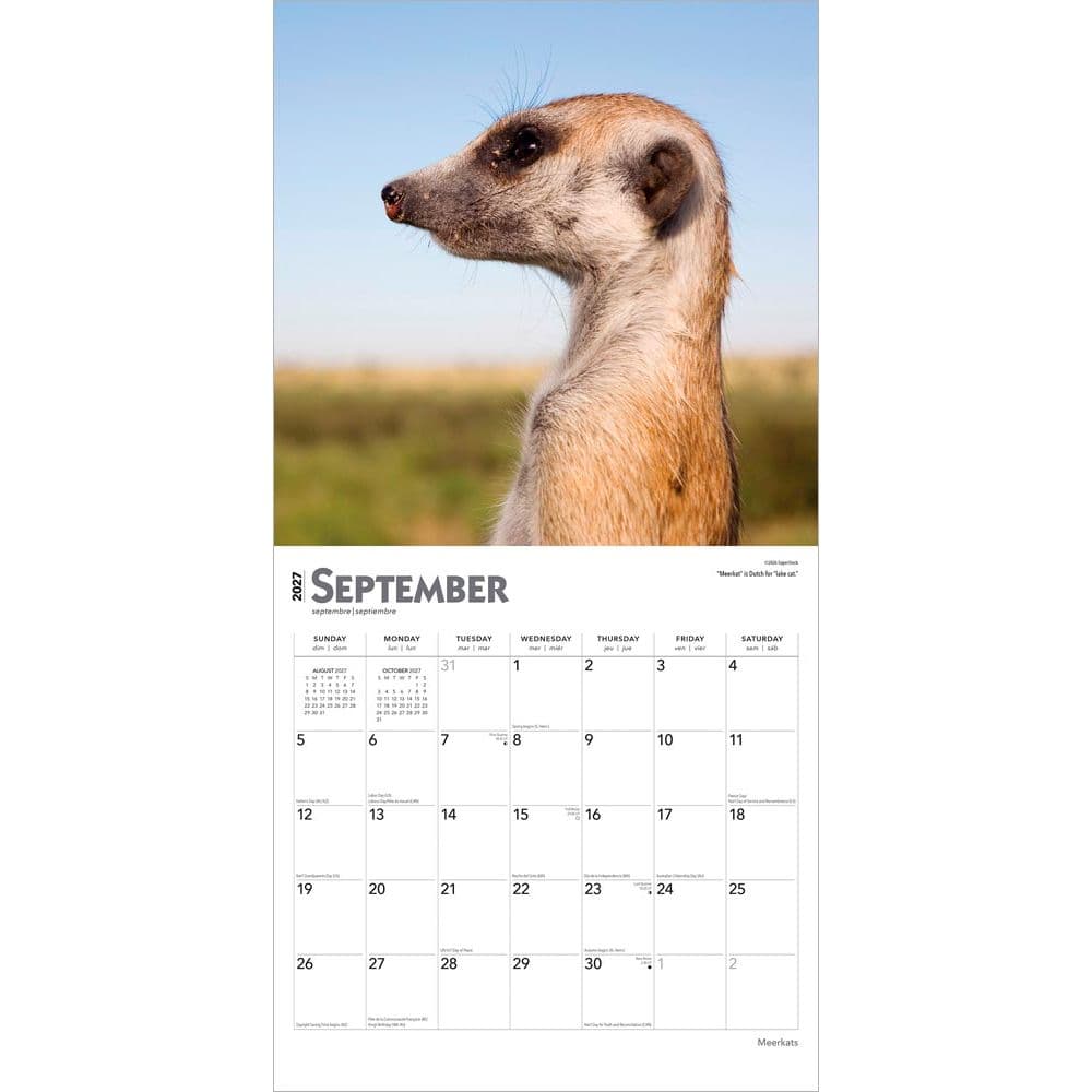 Meerkats 2027 Wall Calendar Third Alternate Image
