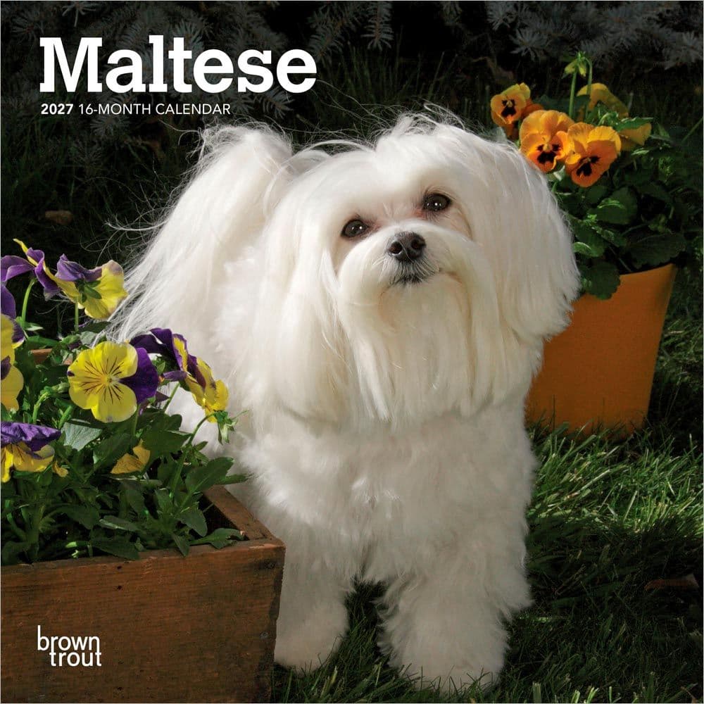 image Maltese 2027 Mini Wall Calendar Main Product Image