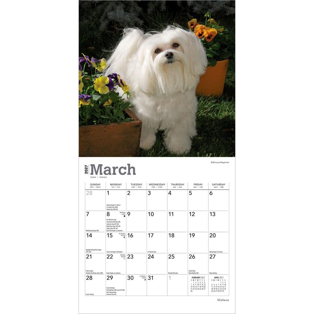 Maltese 2027 Mini Wall Calendar Second Alternate Image