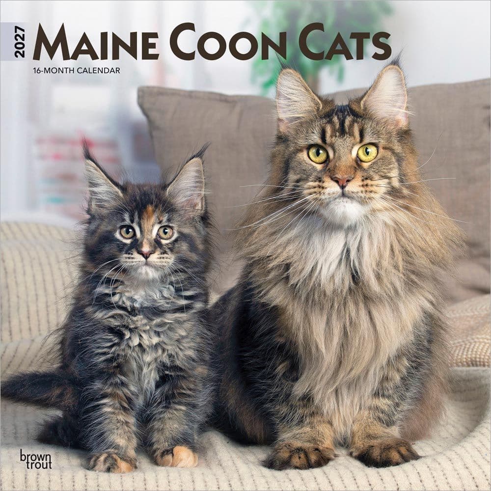 image Cats Maine Coon 2027 Wall Calendar Main Product Image