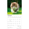 image Cats Maine Coon 2027 Wall Calendar Second Alternate Image