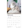 image Cats Maine Coon 2027 Wall Calendar Third Alternate Image