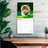 image Cats Maine Coon 2027 Wall Calendar Fourth Alternate Image