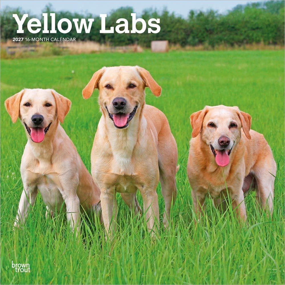 Yellow Labs 2027 Wall Calendar