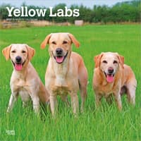 image Yellow Lab Retriever 2027 Wall Calendar Main Product Image