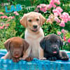 image Lab Retriever Puppies 2027 Wall Calendar Main Product Image