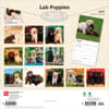 image Lab Retriever Puppies 2027 Wall Calendar First Alternate Image