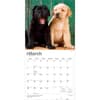 image Lab Retriever Puppies 2027 Wall Calendar Second Alternate Image