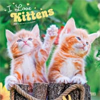 image Kittens I Love 2027 Wall Calendar Main Product Image