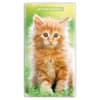 image Kitten Cuddles 2027 2 Year Pocket Planner Main Product Image