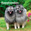 image Keeshonden 2027 Wall Calendar Main Product Image