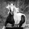 image Horse Noble Portrait Series 2027 Wall Calendar Main Product Image