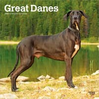 image Great Danes 2027 Wall Calendar Main Product Image