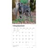image Great Danes 2027 Wall Calendar Third Alternate Image