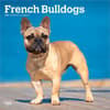 image French Bulldogs 2027 Wall Calendar Main Product Image