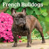 image French Bulldogs 2027 Mini Wall Calendar Main Product Image