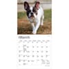 image French Bulldogs 2027 Mini Wall Calendar Second Alternate Image