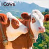 image Cows 2027 Wall Calendar Main Product Image