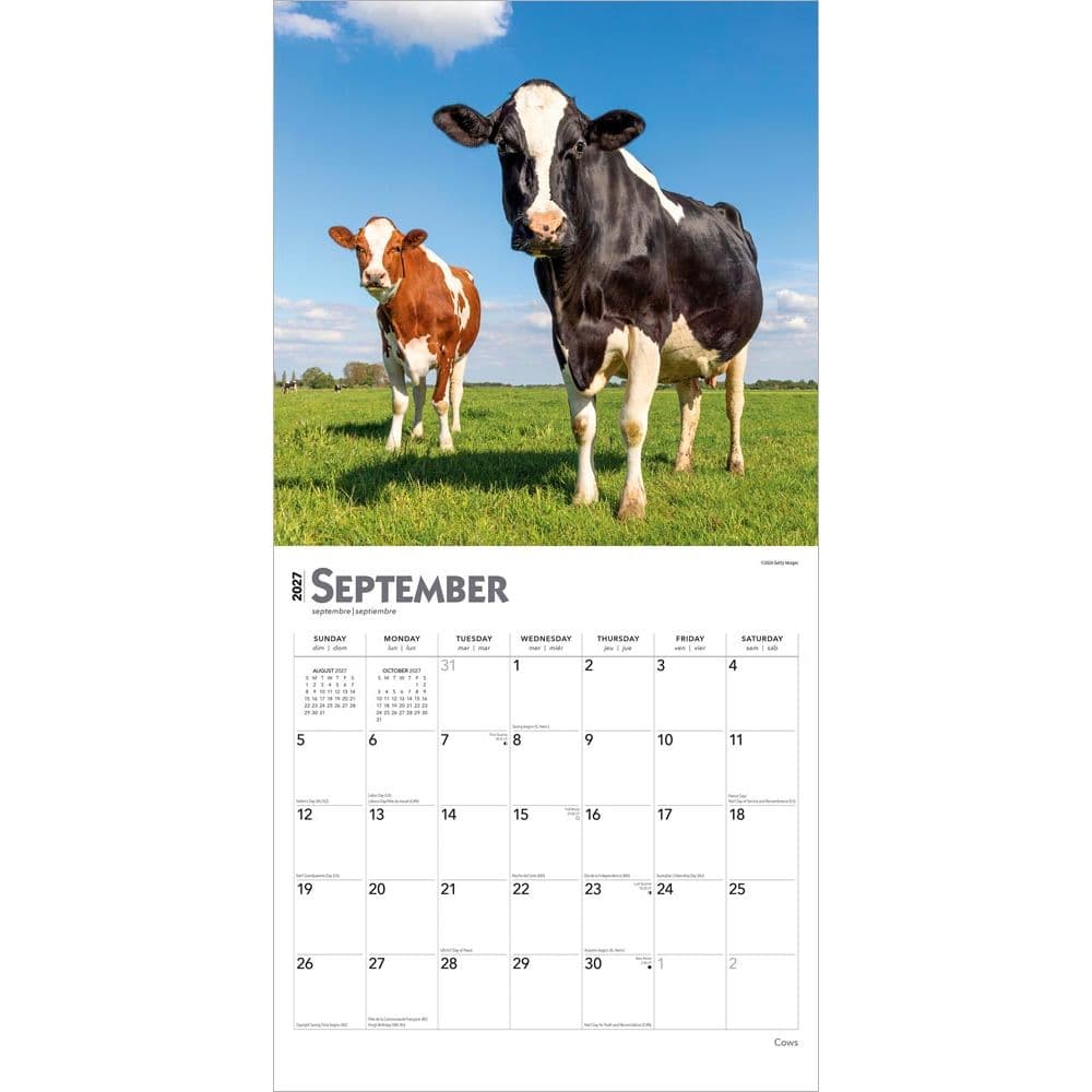 Cows 2027 Wall Calendar Third Alternate Image