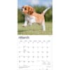 image Cavalier King Charles Puppies 2027 Wall Calendar Second Alternate Image