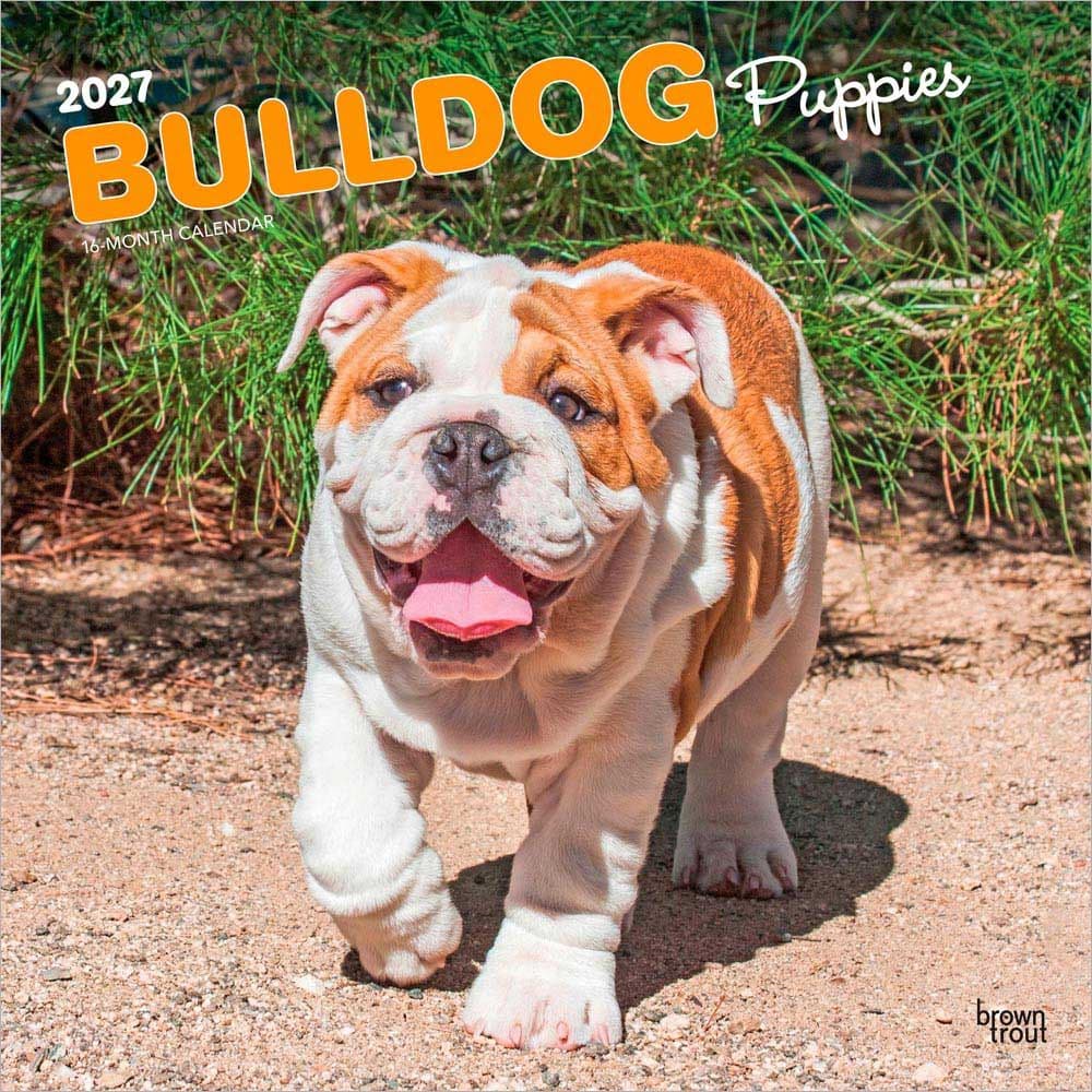 Bulldog Puppies 2027 Wall Calendar Main Product Image