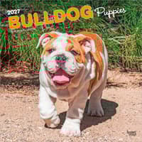 image Bulldog Puppies 2027 Wall Calendar Main Product Image