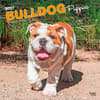 image Bulldog Puppies 2027 Wall Calendar Main Product Image