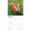 image Bulldog Puppies 2027 Wall Calendar Second Alternate Image