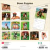 image Boxer Puppies 2027 Wall Calendar First Alternate Image