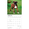 image Boxer Puppies 2027 Wall Calendar Second Alternate Image