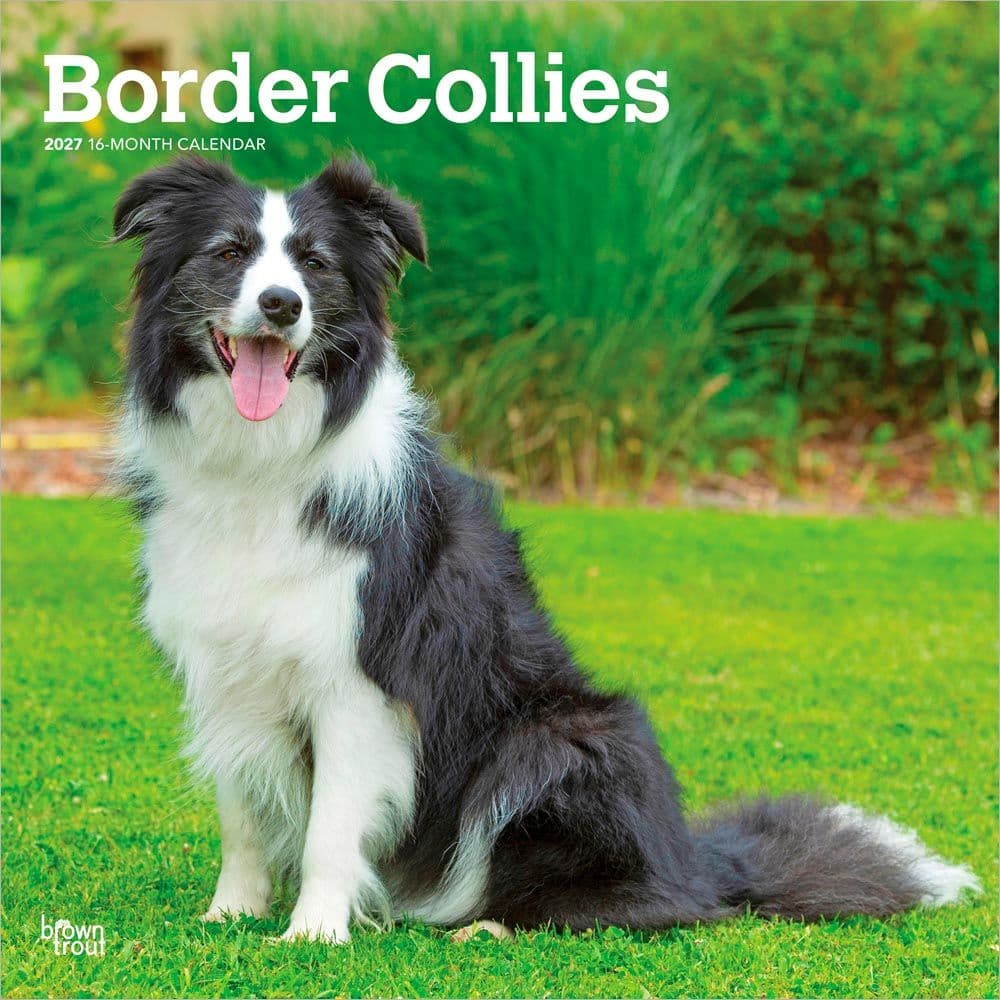Border Collies 2027 Wall Calendar Main Product Image