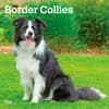 image Border Collies 2027 Wall Calendar Main Product Image
