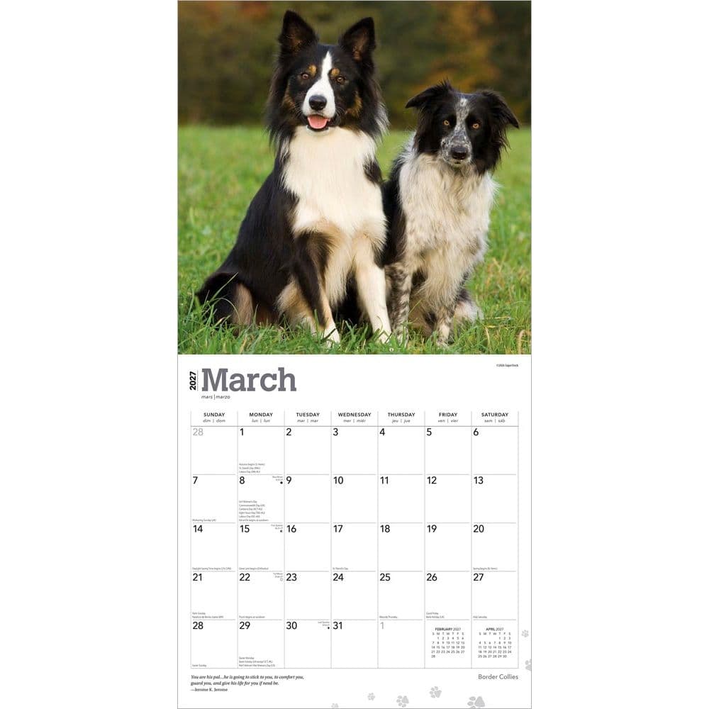 Border Collies 2027 Wall Calendar Second Alternate Image