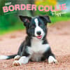 image Border Collie Puppies 2027 Wall Calendar Main Product Image