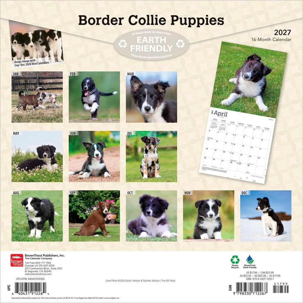 Border Collie Puppies 2027 Wall Calendar First Alternate Image