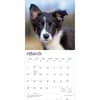 image Border Collie Puppies 2027 Wall Calendar Second Alternate Image