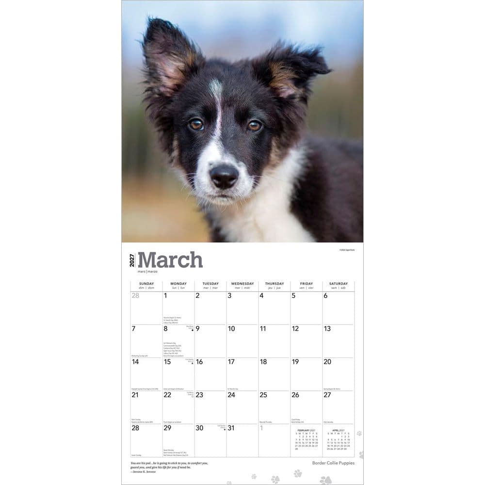 Border Collie Puppies 2027 Wall Calendar Second Alternate Image
