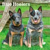 image Blue Heelers 2027 Wall Calendar Main Product Image