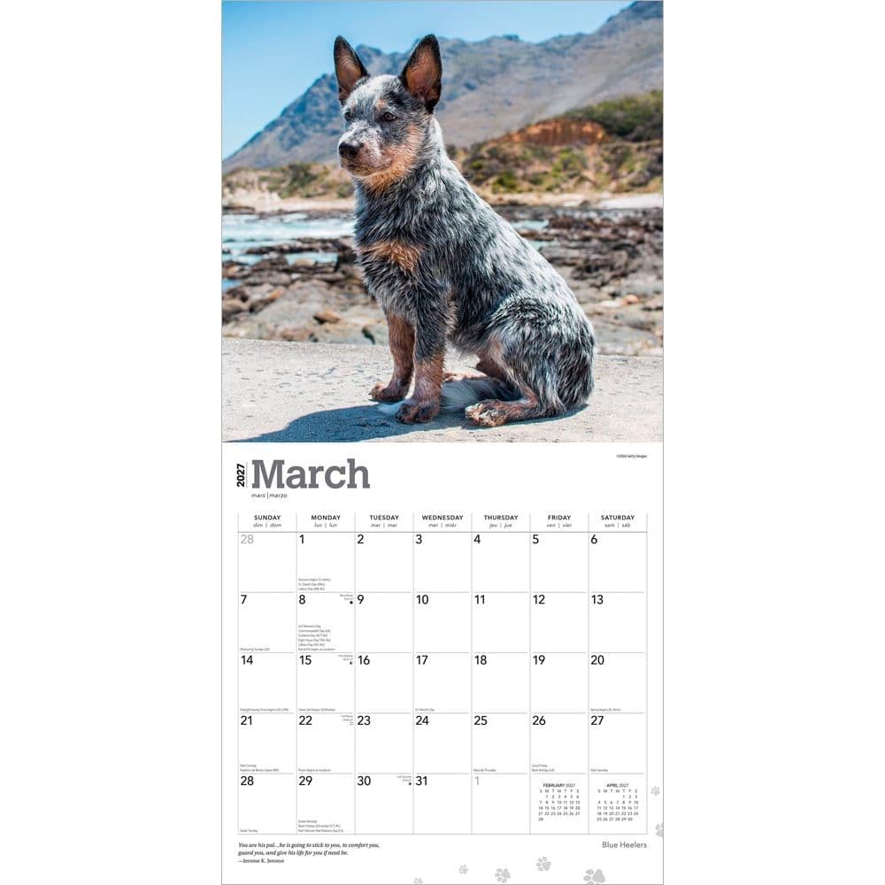 Blue Heelers 2027 Wall Calendar Second Alternate Image