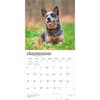 image Blue Heelers 2027 Wall Calendar Third Alternate Image