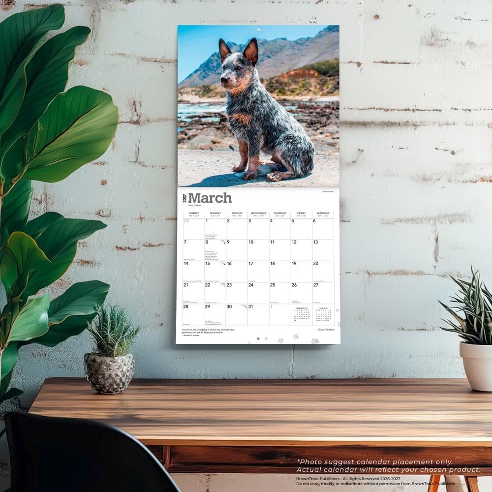 Blue Heelers 2027 Wall Calendar Fourth Alternate Image