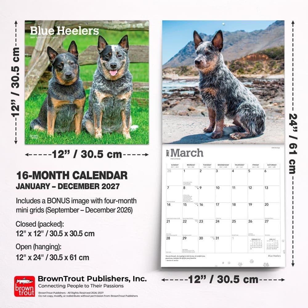 Blue Heelers 2027 Wall Calendar Sixth Alternate Image