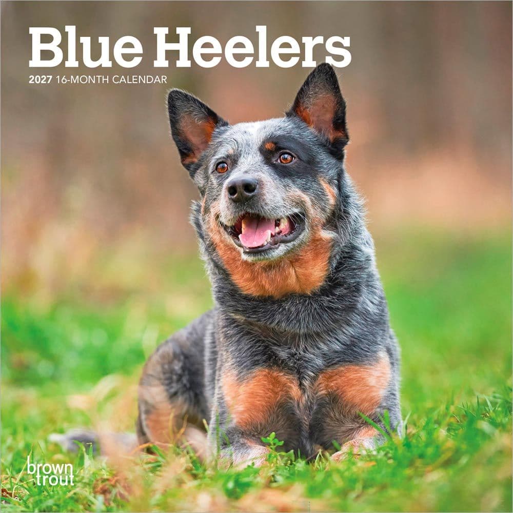 Blue Heelers 2027 Mini Wall Calendar Main Product Image
