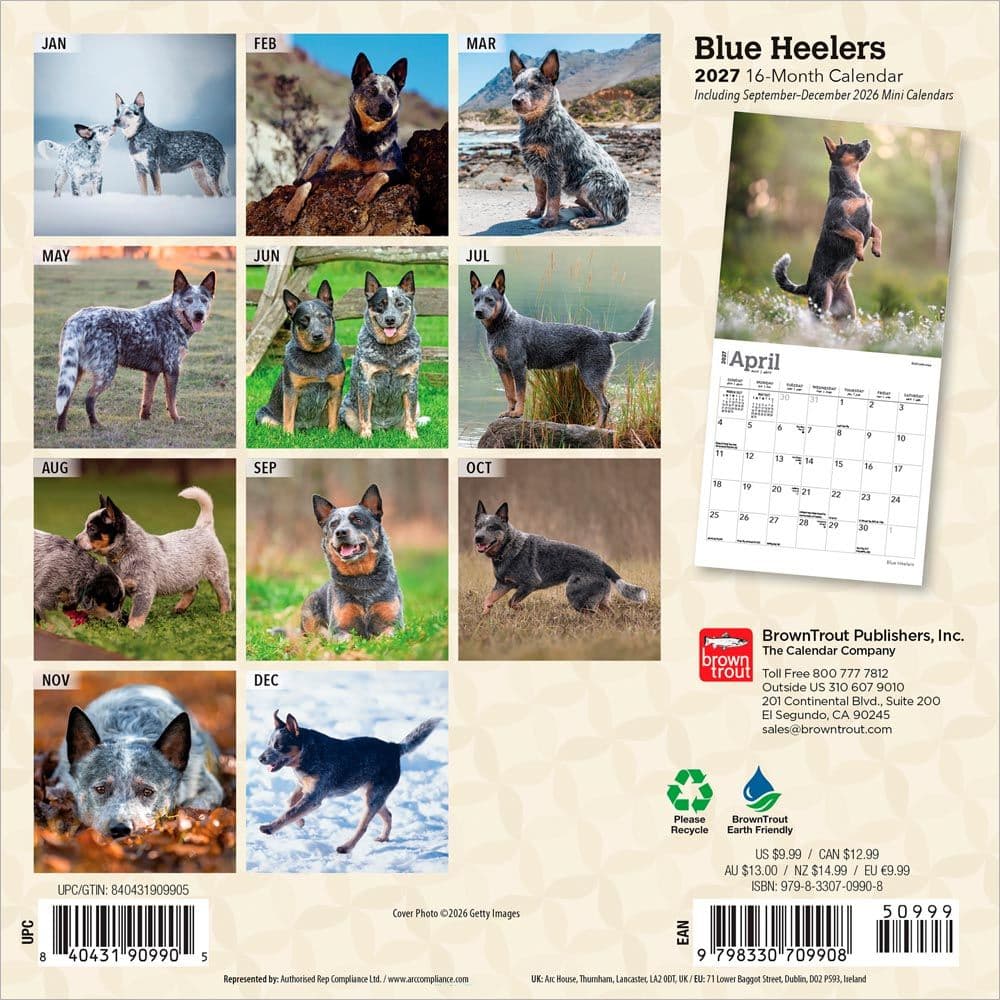 Blue Heelers 2027 Mini Wall Calendar First Alternate Image