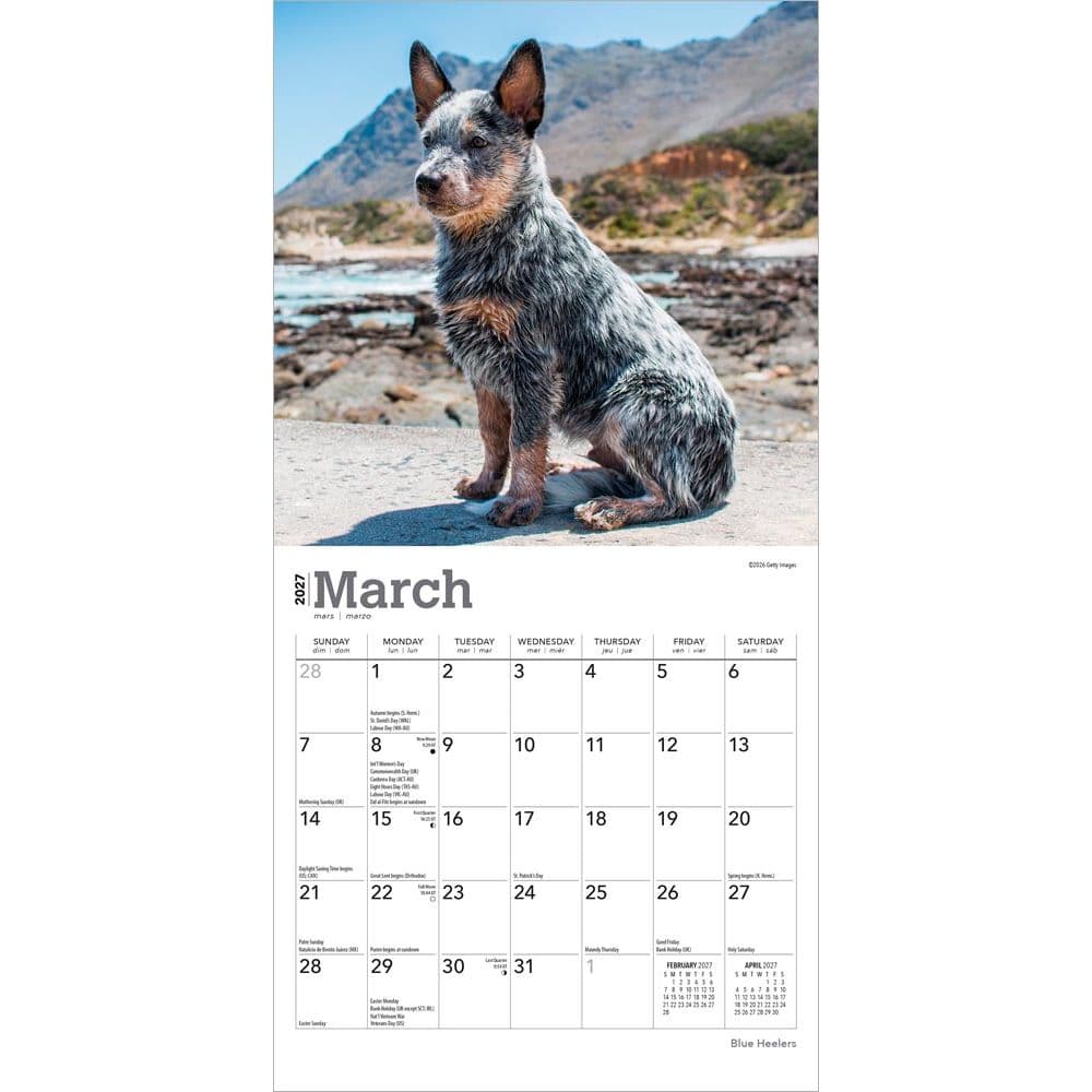 Blue Heelers 2027 Mini Wall Calendar Second Alternate Image