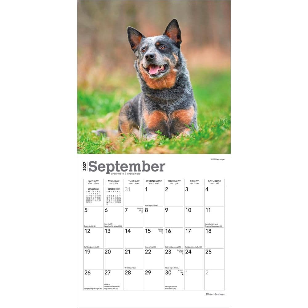 Blue Heelers 2027 Mini Wall Calendar Third Alternate Image