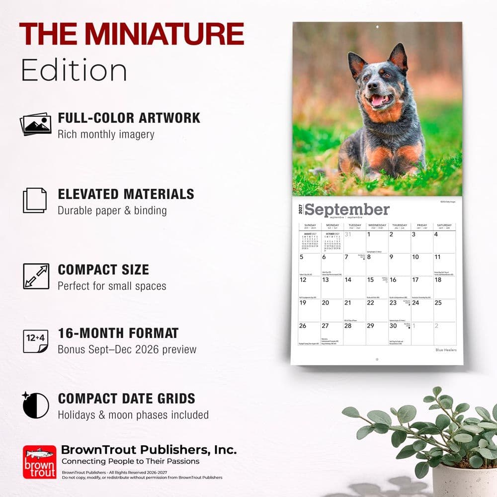 Blue Heelers 2027 Mini Wall Calendar Fifth Alternate Image